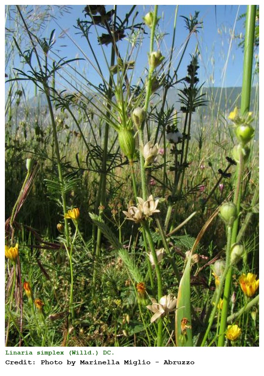 Linaria simplex (Willd.) DC.